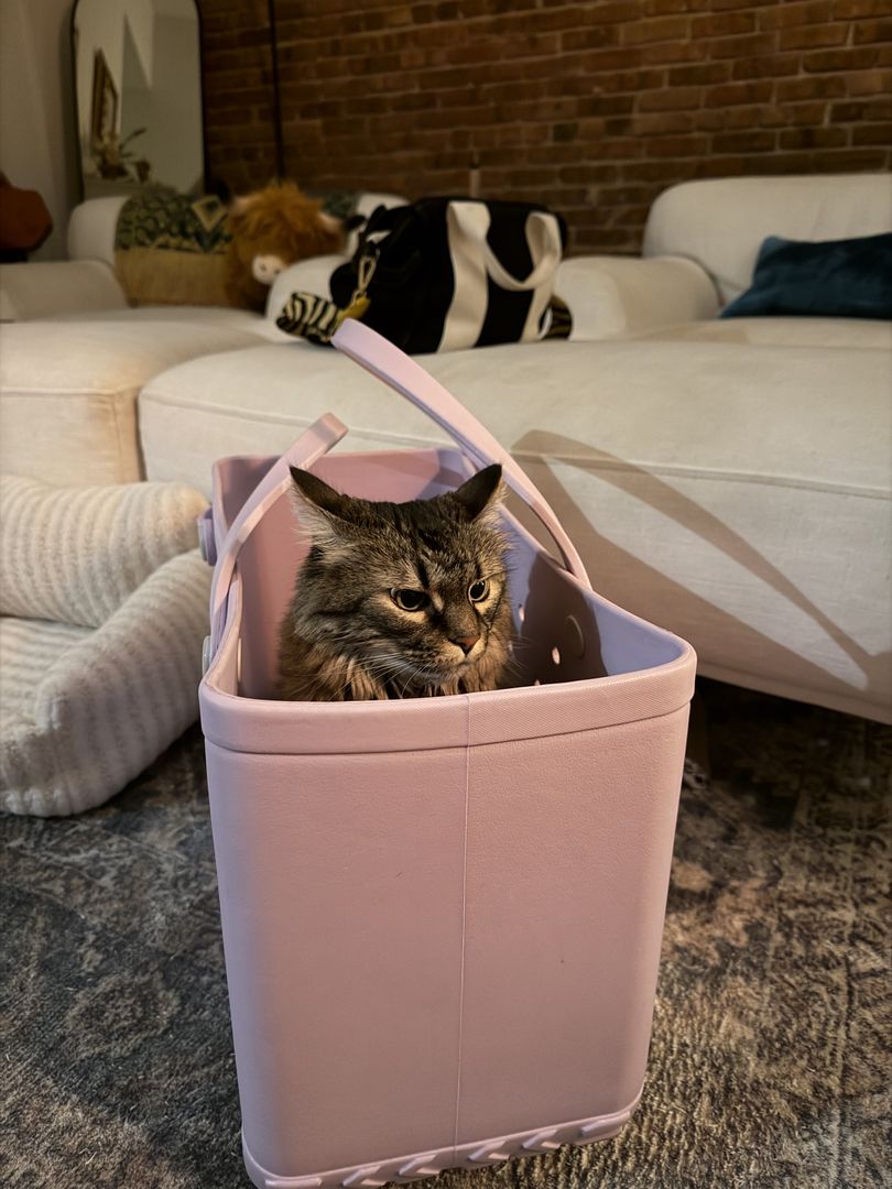 Sybbie, a fluffy tabby cat, sitting inside a pink tote bag
