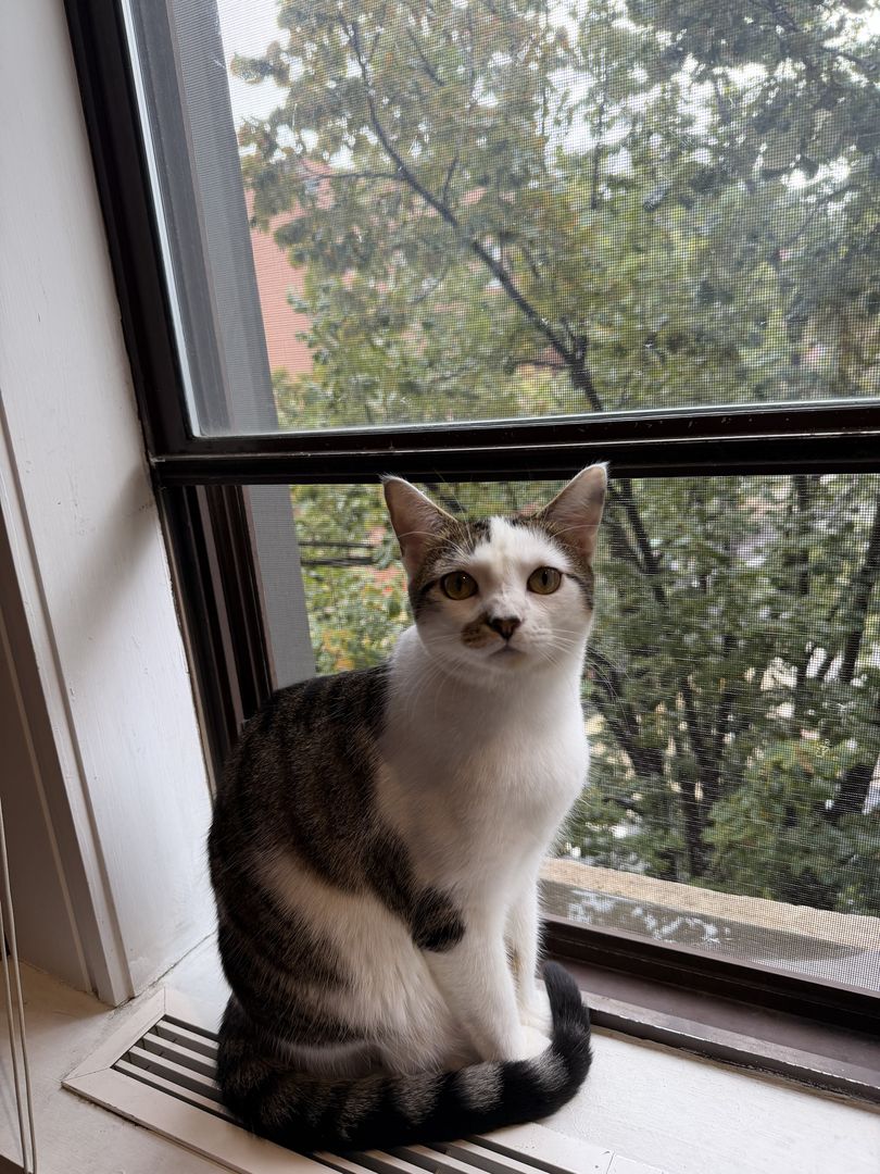 Sasha, a white and tabby cat, sitting in a window